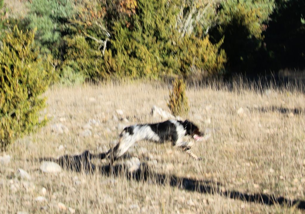 Rena Des Coteaux De Pauthe