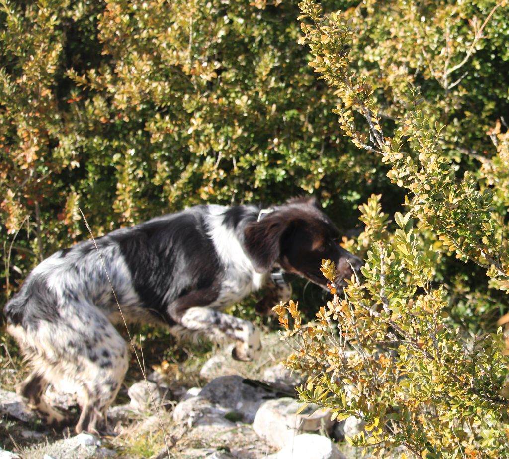 Rena Des Coteaux De Pauthe