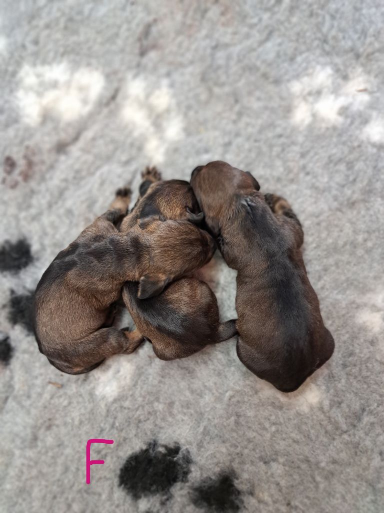 Des Petits Flamboyants - Chiot disponible  - Teckel poil dur