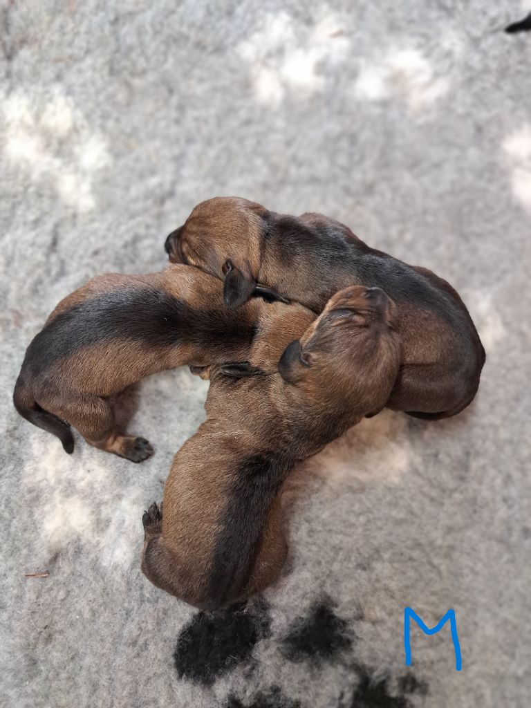 Des Petits Flamboyants - Chiot disponible  - Teckel poil dur