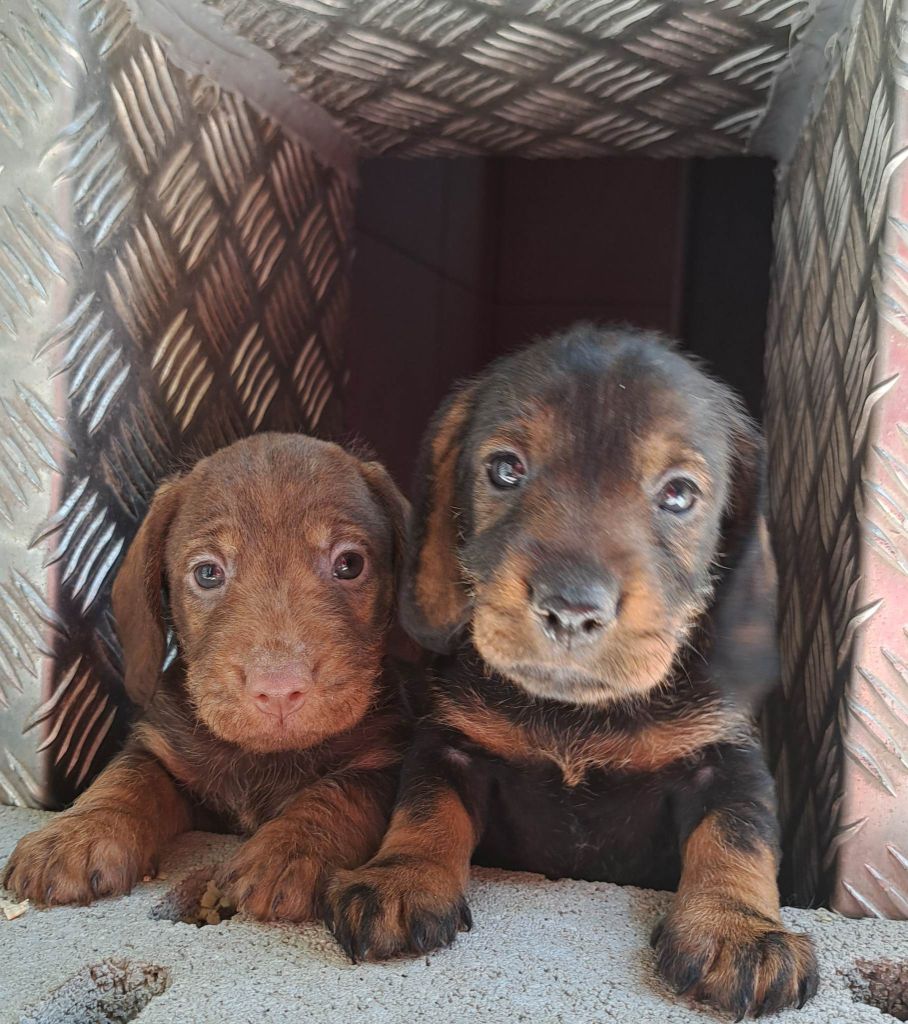 chiot Teckel poil dur Des Petits Flamboyants