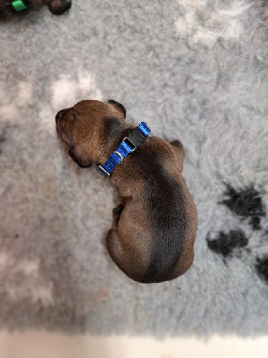 CHIOT collier bleu