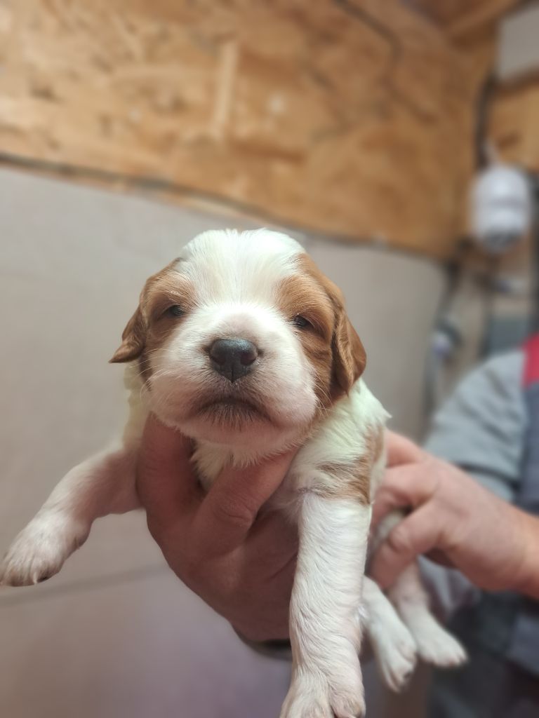 CHIOT orange et blanc