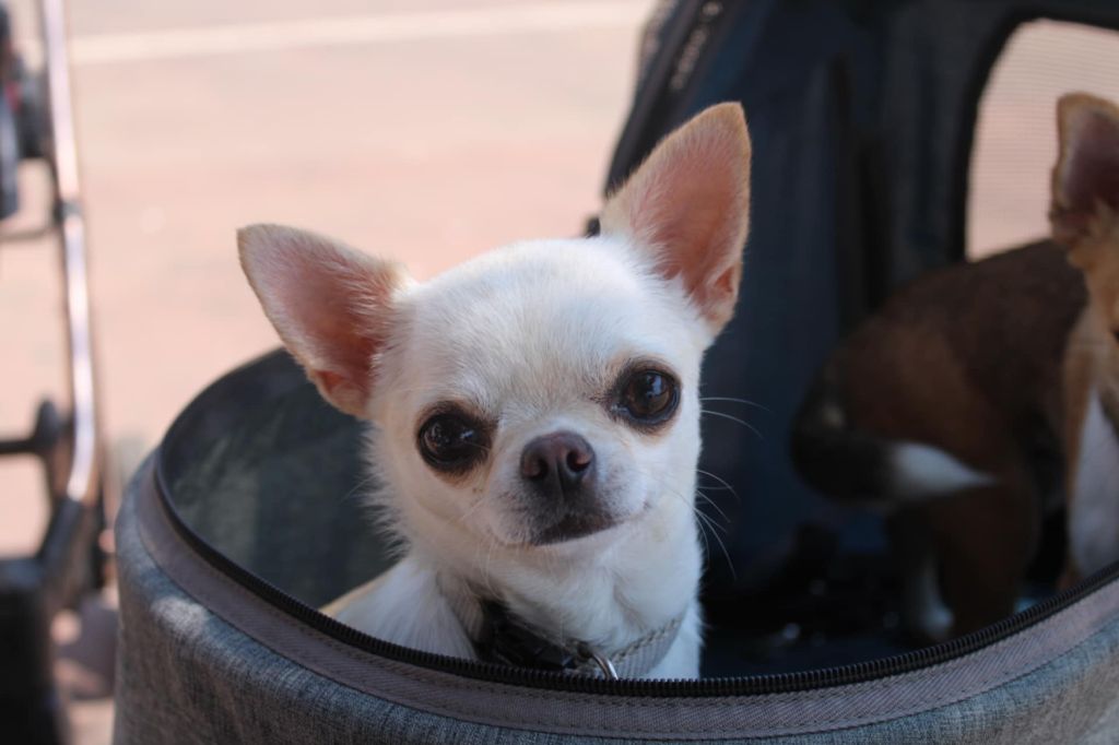 modo di vita Aglaiya