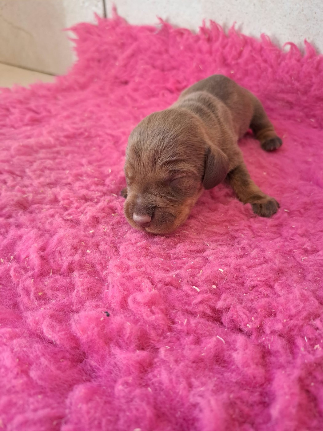 Des Petits Flamboyants - Chiots disponibles - Teckel poil dur