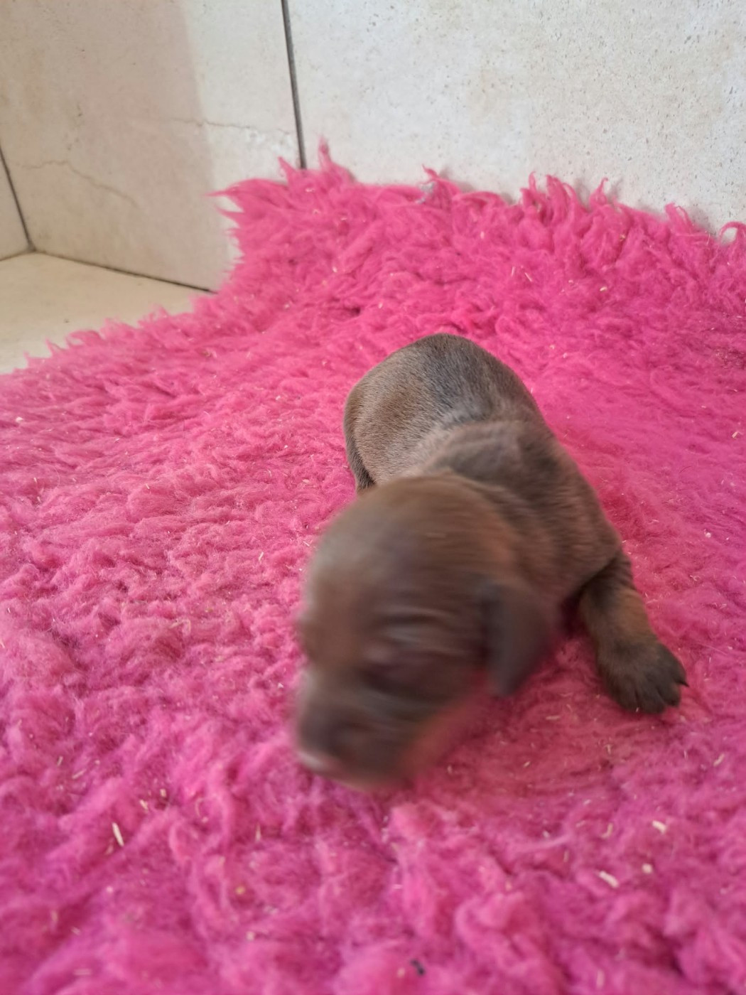 Des Petits Flamboyants - Chiots disponibles - Teckel poil dur