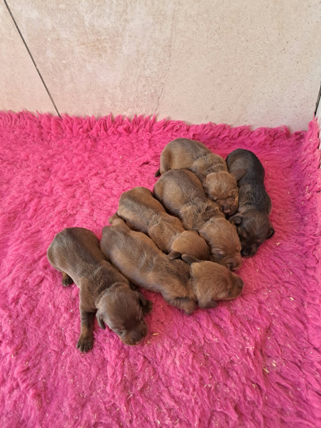 Chiot Teckel poil dur Des Petits Flamboyants
