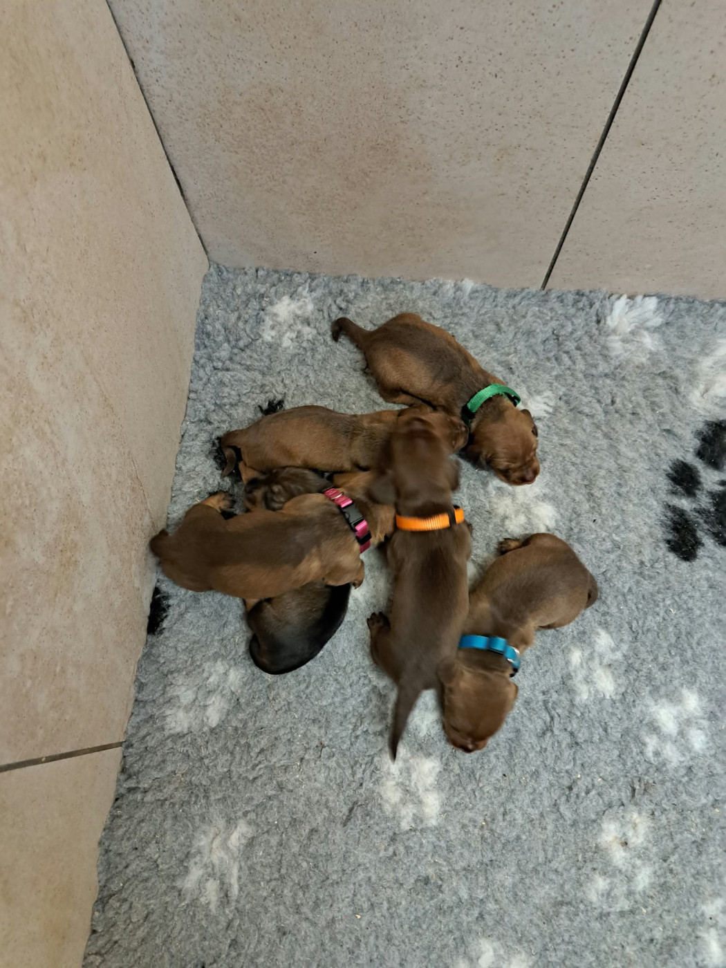 Des Petits Flamboyants - Chiots disponibles - Teckel poil dur