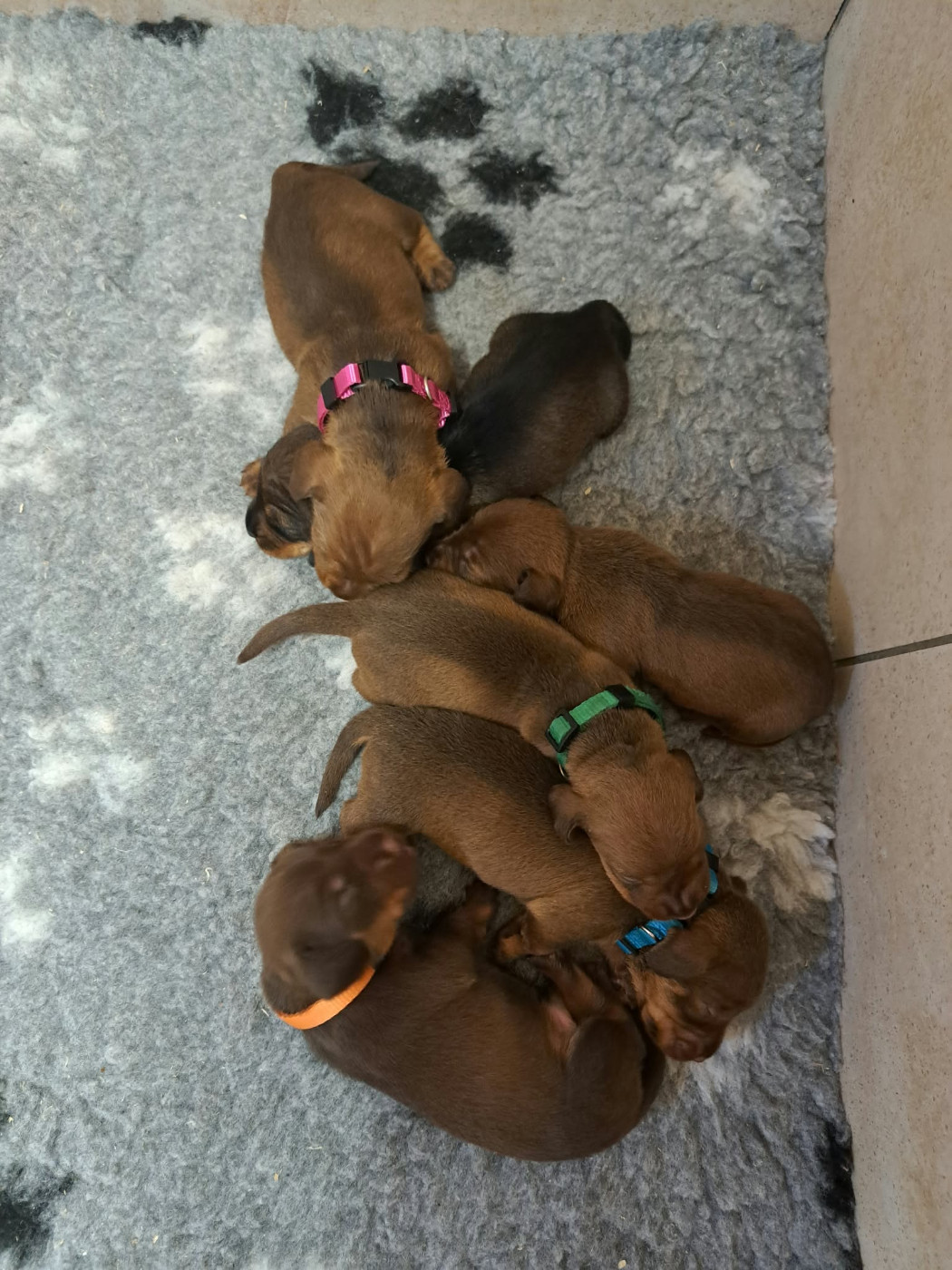 Des Petits Flamboyants - Chiots disponibles - Teckel poil dur