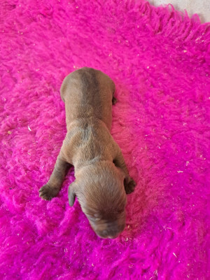 CHIOT 1 couleur chocolat