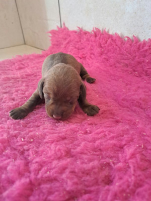 CHIOT 6 couleur chocolat