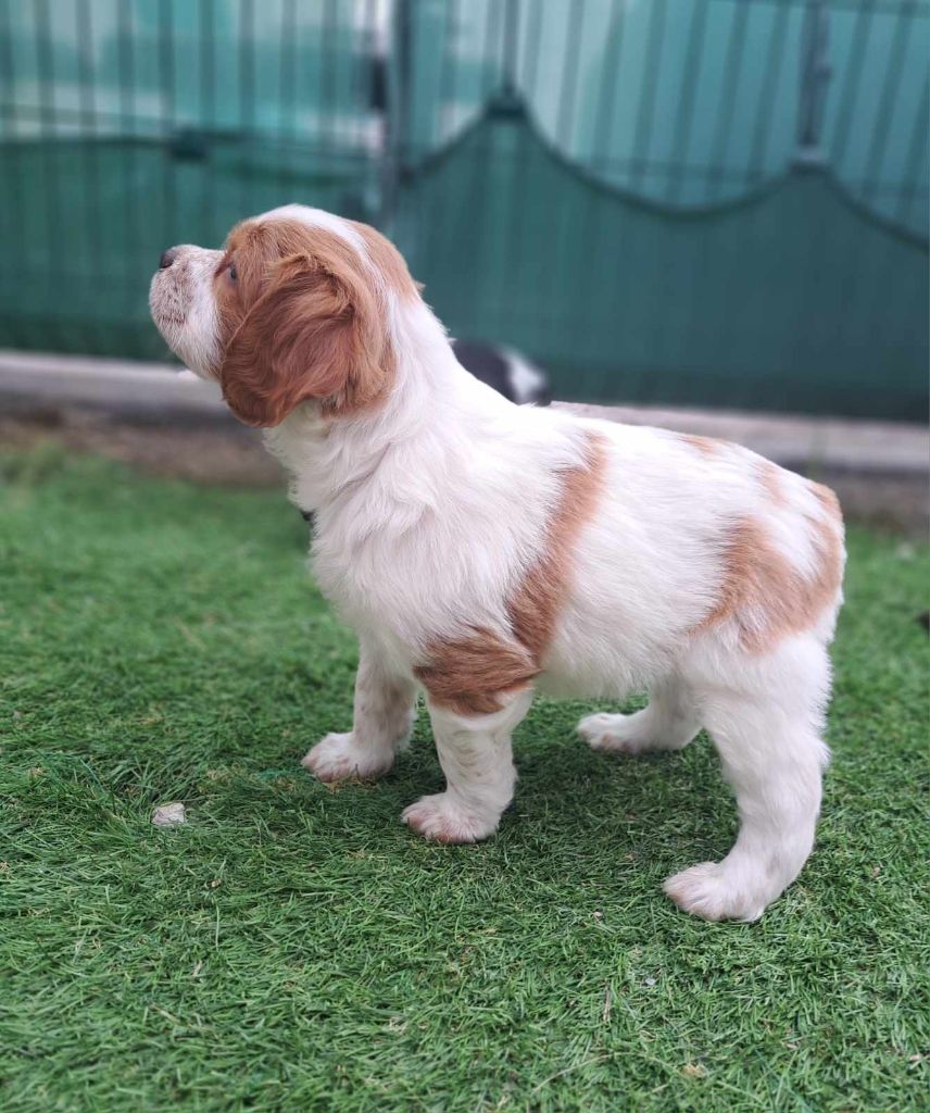 Des Petits Flamboyants - Chiots disponibles - Epagneul Breton